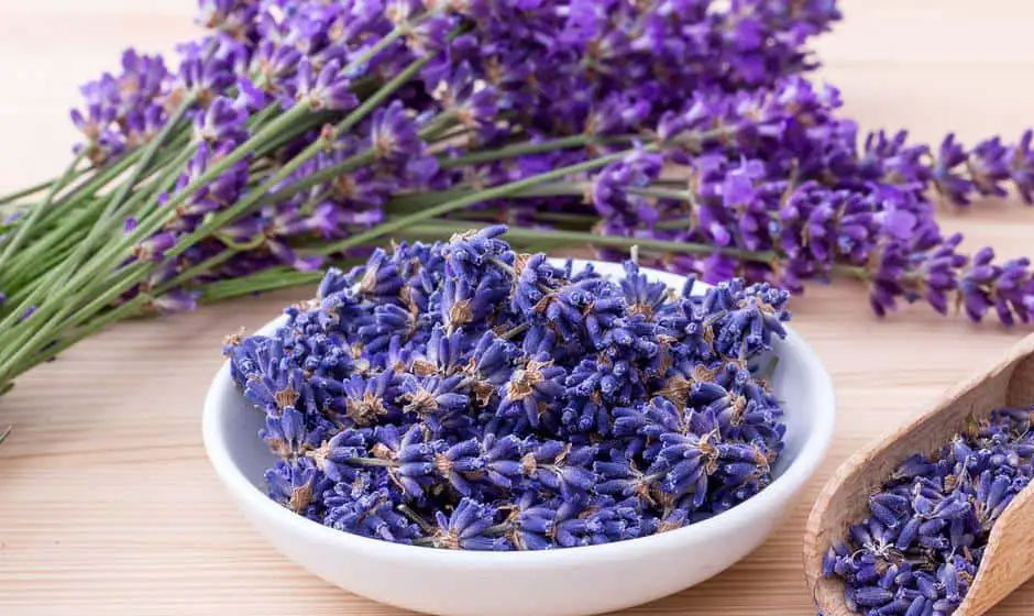 Smoking Lavender: Pros and Cons